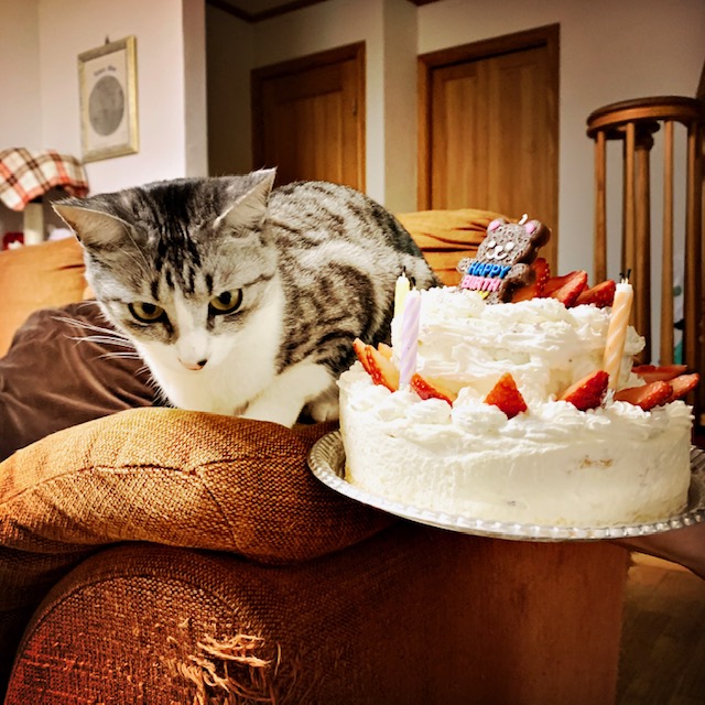 ネコとケーキ