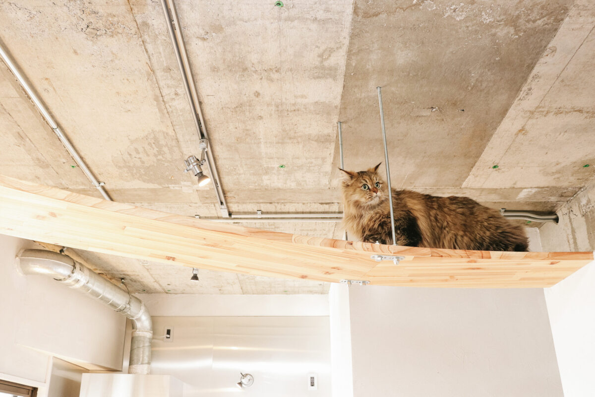猫　リフォーム　かなう家